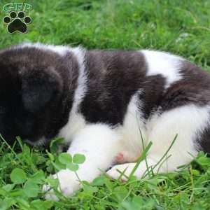 AKC Bailey, Akita Puppy
